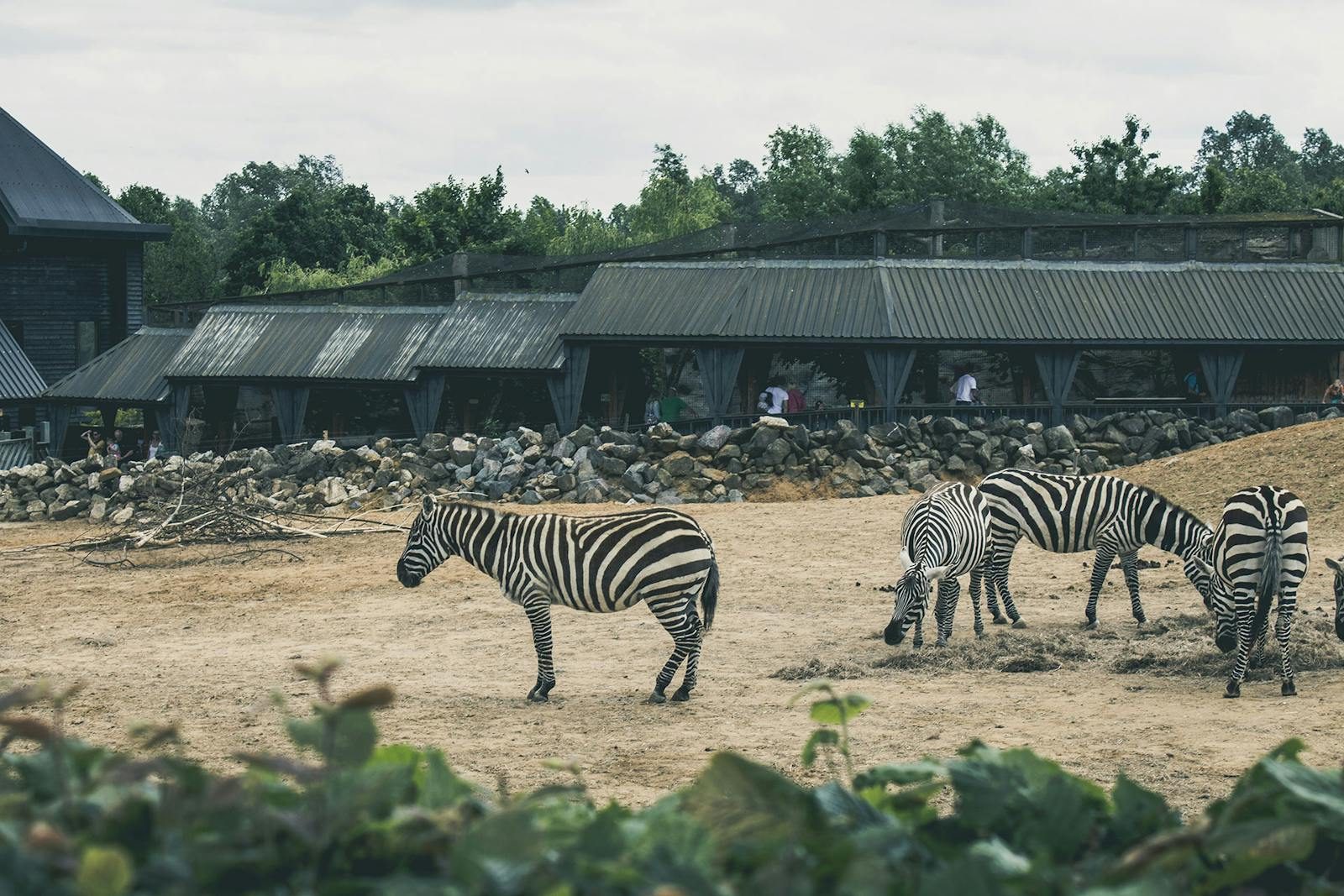 A small group of zebras grazing in a zoo enclosure surrounded by rustic buildings and trees.