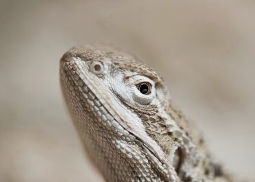 bearded dragon, reptile, lizard, exotic, animal, nature, close up, australia, animal portrait, agame