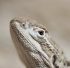 bearded dragon, reptile, lizard, exotic, animal, nature, close up, australia, animal portrait, agame