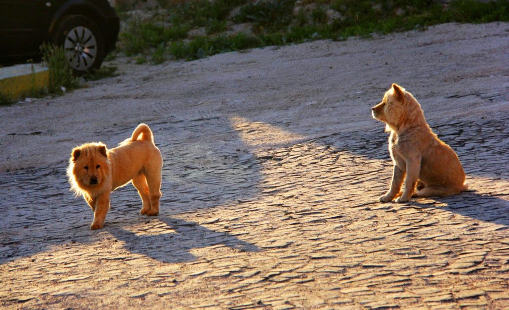 a couple of dogs that are sitting in the dirt