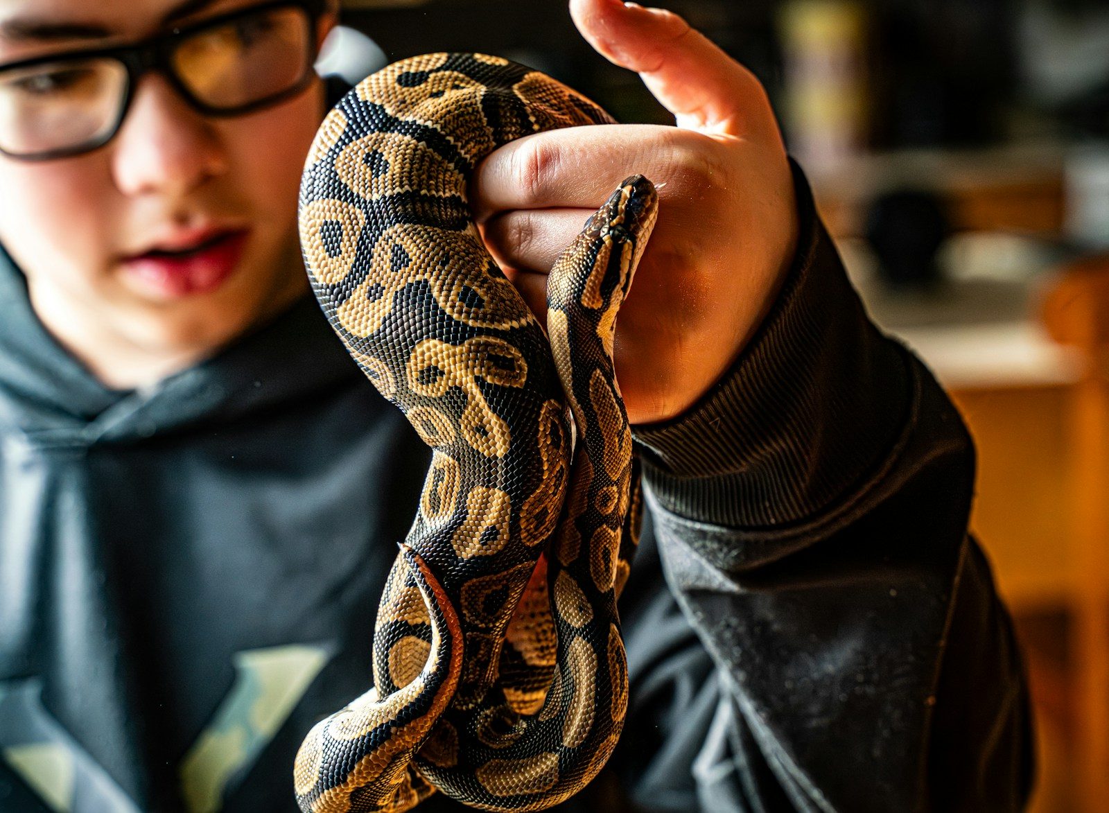 A person holds a coiled patterned snake.