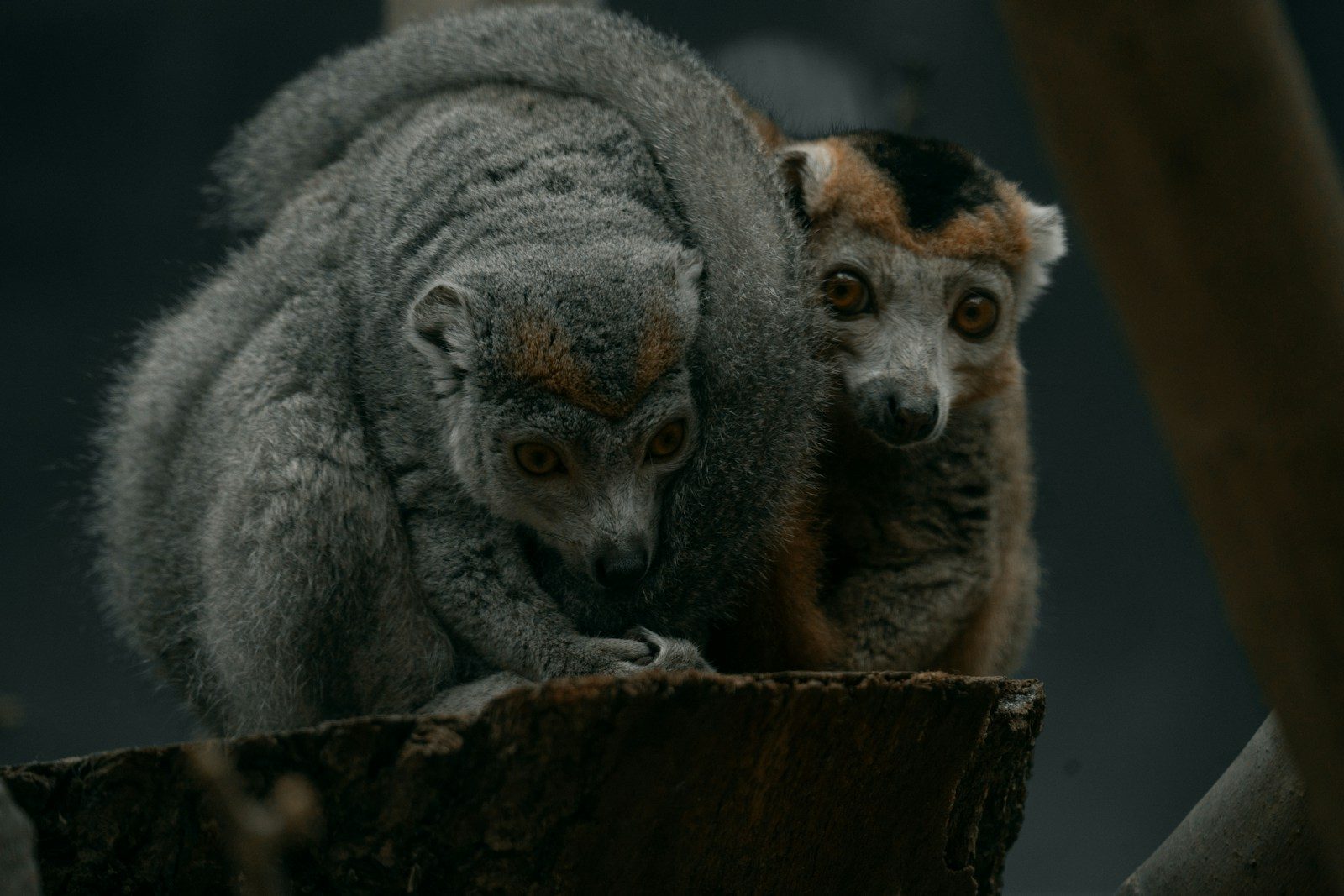 Exotic bird insurance